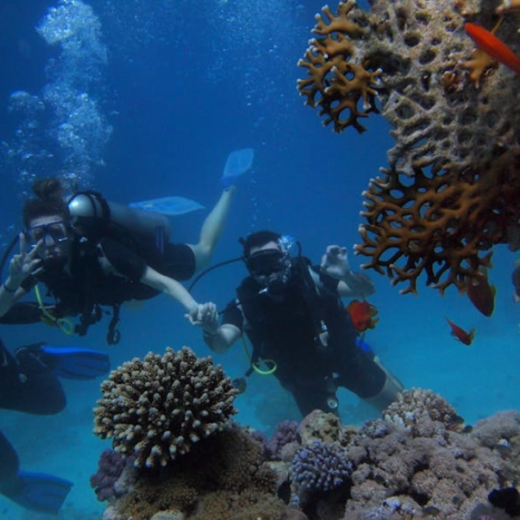 podvodna-cuda-crvenog-mora-vodic-za-ronjenje-i-snorkeling