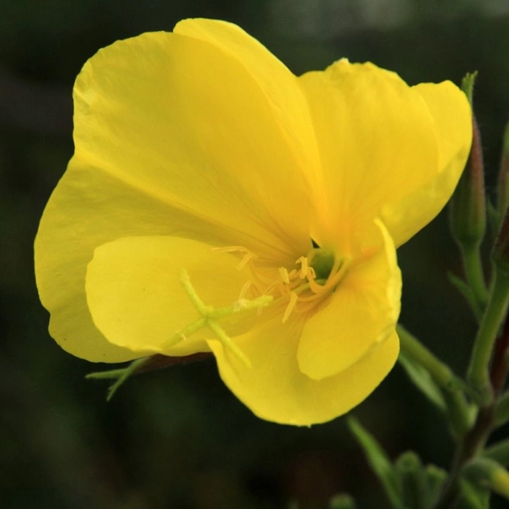 siroka-primena-zutog-nocurka-i-ulja-zutog-nocurka